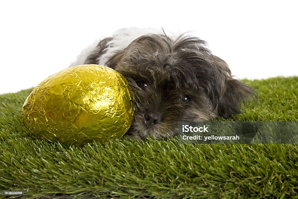 Pasqua cucciolo - Foto stock royalty-free di Animale