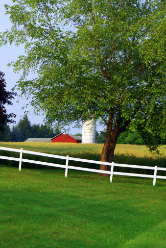 A Summertime farm scene with a white fence red barn and treeClick on the banner below for similar images: