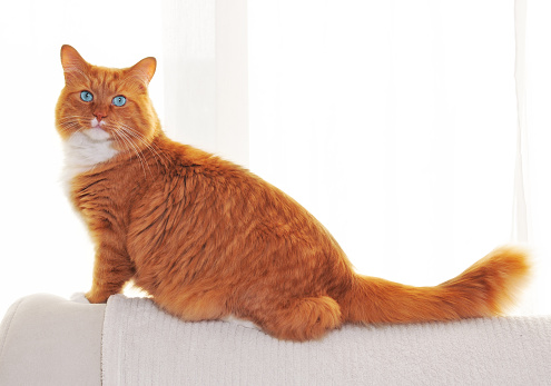 Orange cat with blue eyes sitting on white couch.