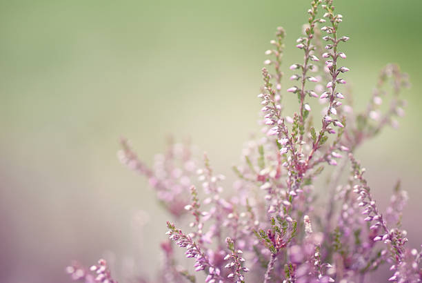 istock Heather in meadow during sunrise 183804499