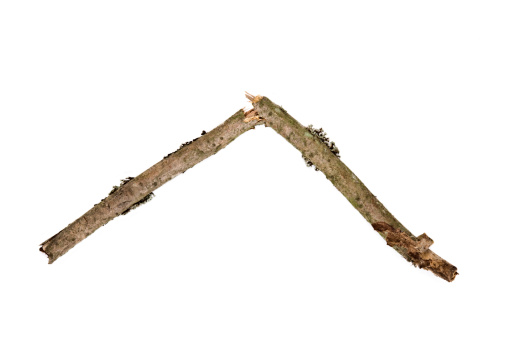 Broken twig isolated on white background.