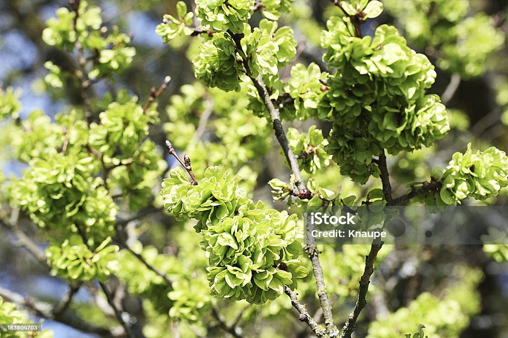 Elm Baum Blüte im Frühjahr - Lizenzfrei Ast - Pflanzenbestandteil Stock-Foto