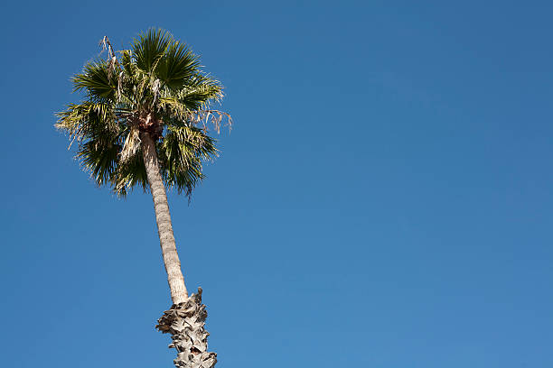 wysoki palm tree - tropical tree clear sky southern california san diego california zdjęcia i obrazy z banku zdjęć