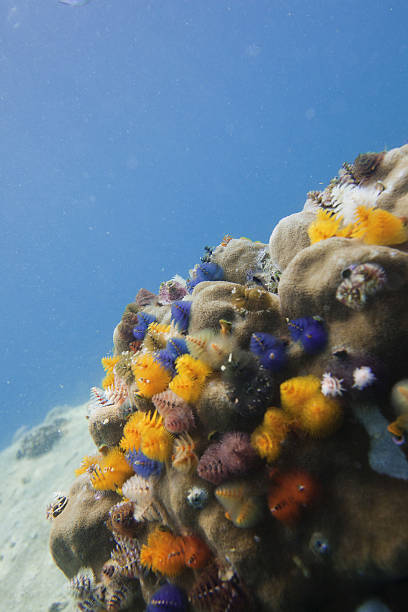Polychaetes Colorful 230+ Magelona Papillicornis Polychaete Worm Photos Stock Photos ...