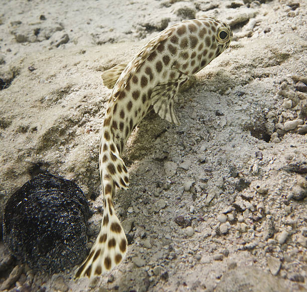 istock Camoflaged fish swimming at the bottom 183804745
