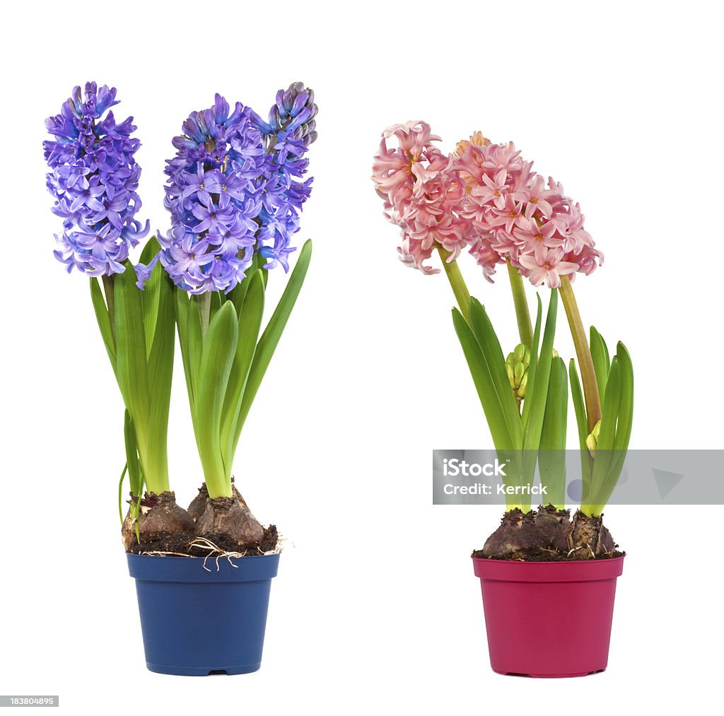 Blau und Rosa Hyazinthen - Lizenzfrei Blume Stock-Foto