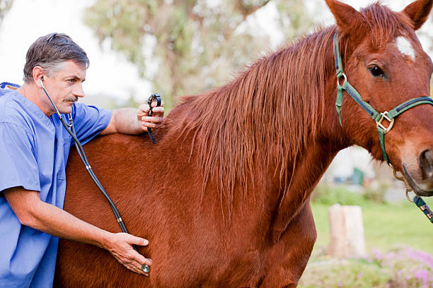 istock Veterinarian examining the horse 183804923