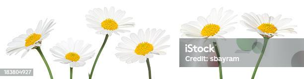 Daisies Su Sfondo Bianco - Fotografie stock e altre immagini di Pianta di camomilla - Pianta di camomilla, Sfondo bianco, Camomilla