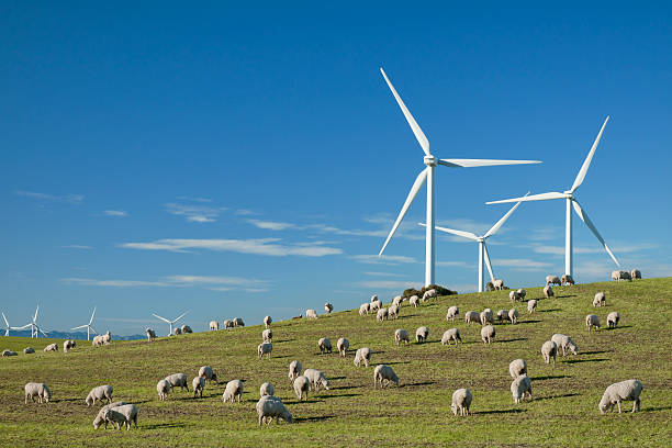 Power Generating Wind Turbines and Livestock Grazing stock photo
