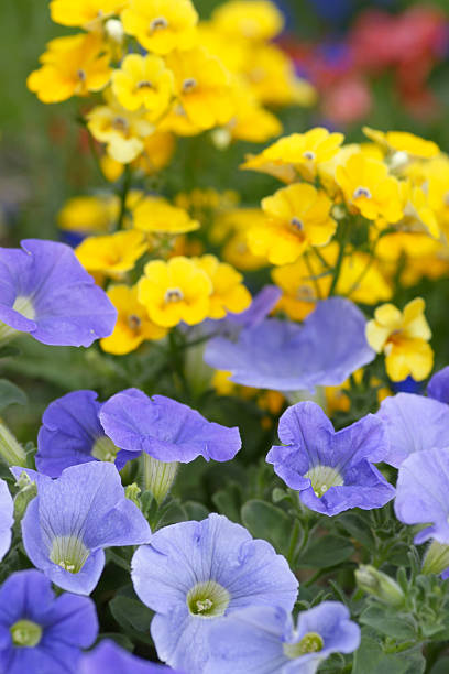 blue penunias - nemesia fruticans - fotografias e filmes do acervo