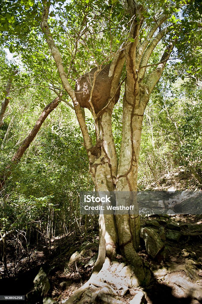 Nido di termiti - Foto stock royalty-free di Albero