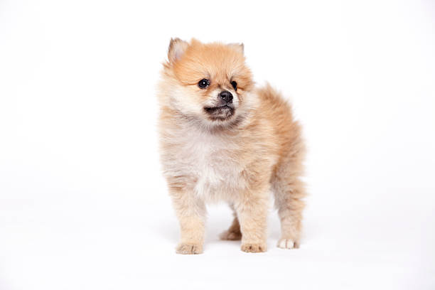 istock Pomeranian cream puppy 183805292