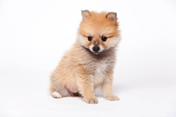 Pomeranian cream puppy stock photo