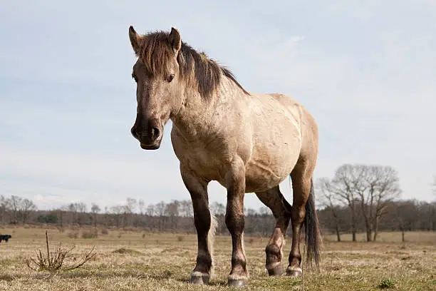 "Konik horse, low angle view - for more horses"