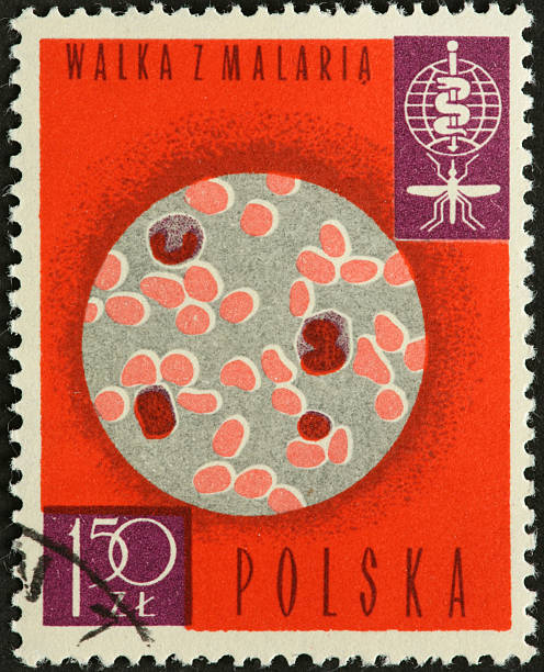 istock microscopic view of malaria parasite on postage stamp 183805558