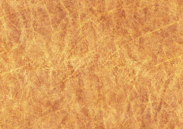istock High Resolution Animal Skin Antique Parchment Grunge Texture 183805582