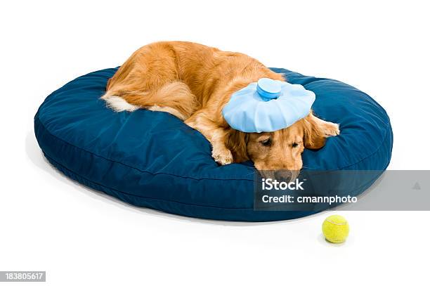 Enjoado Golden Retriever - Fotografias de stock e mais imagens de Cão - Cão, Febre, Animal