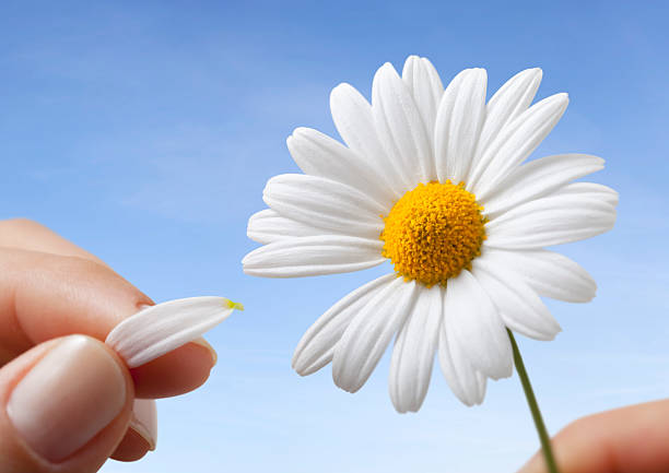 ama mí? - single flower flower daisy chamomile fotografías e imágenes de stock