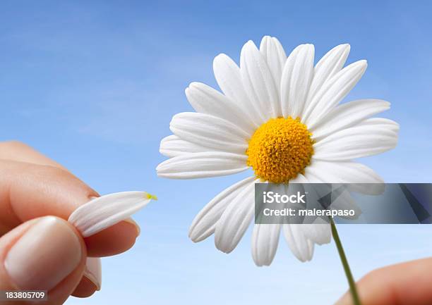 Ama Me - Fotografie stock e altre immagini di Margherita - Margherita, Chiromanzia - Tematiche, Petalo