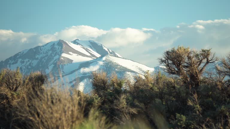 Pan shot of incredible snow covered Sierra Nevada mountains with foreground thickets of Sagebrush plants