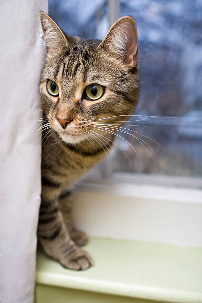 istock Tabby cat looking for mischief to get into 183805776