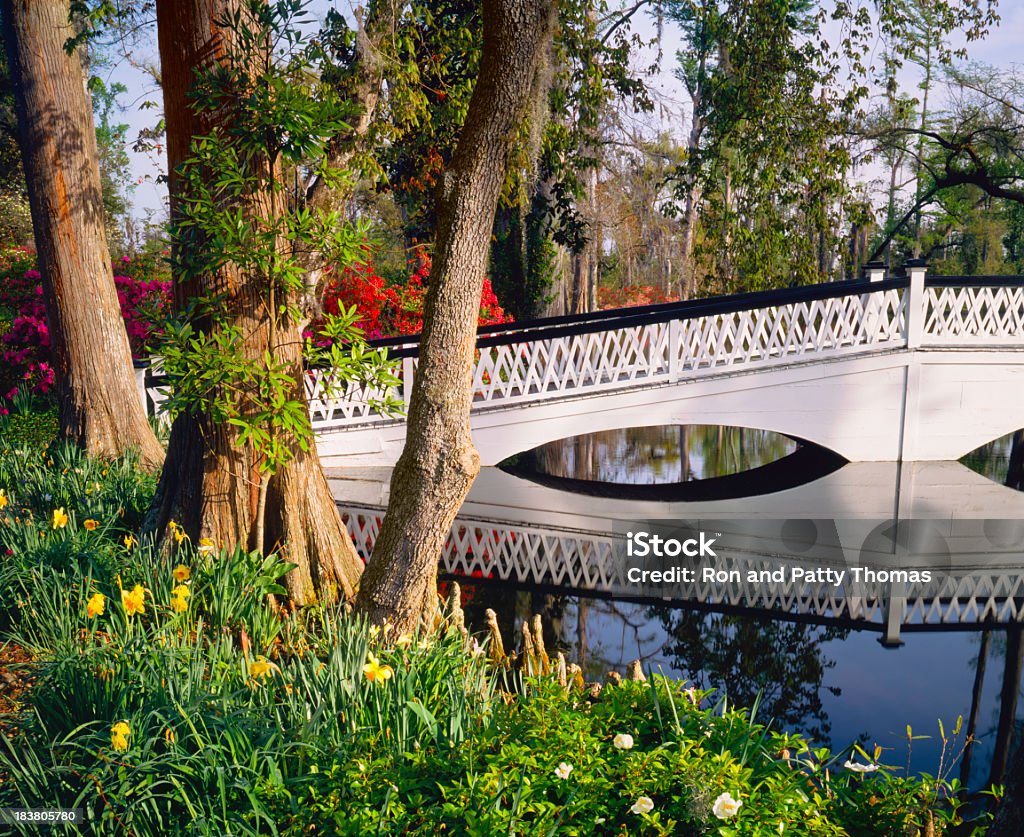 White bridge crosses water in South Carolina Garden (P) The mist rises around a public garden in South Carolina as flowers and Cypress trees are reflected in the swamp water. South Carolina Stock Photo