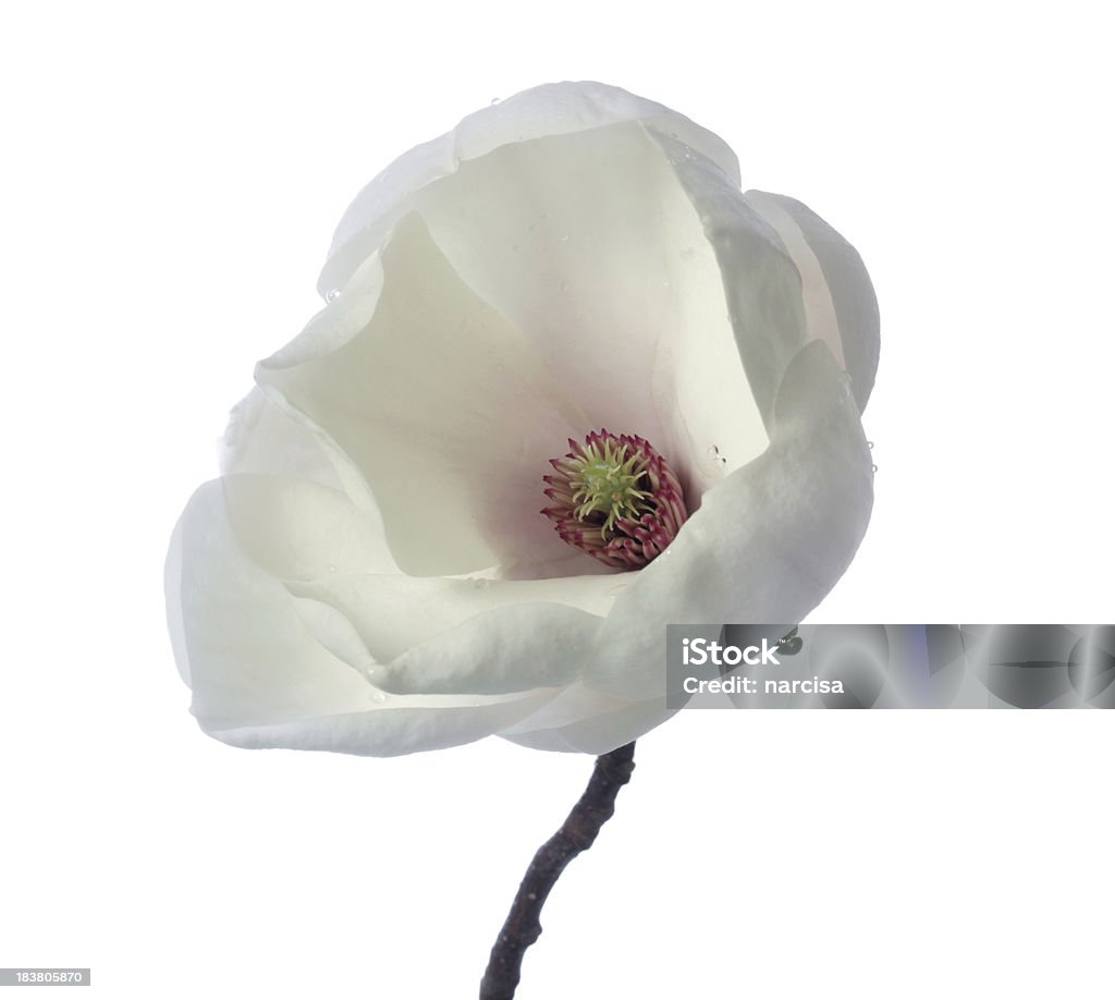 絶縁「magnolia 白 - おしべのロイヤリティフリーストックフォト
