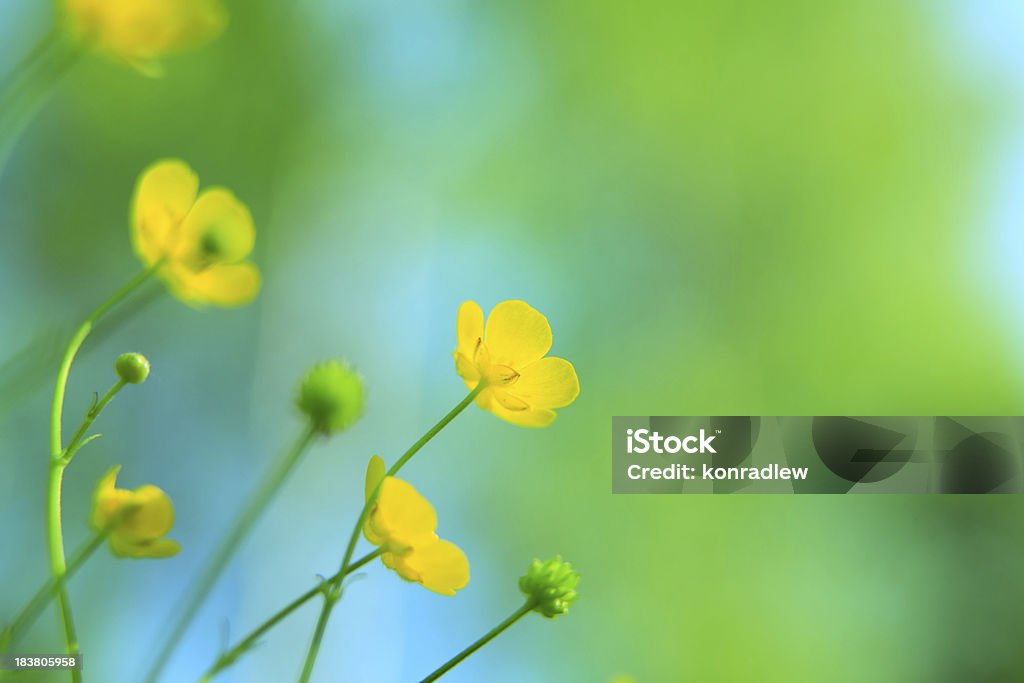 Spring Wiese-gelbe Blumen nachschlagen - Lizenzfrei Blau Stock-Foto