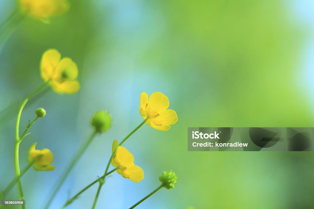 Prairie de printemps en fleurs jaunes vous recherchez - Photo de Blanc libre de droits