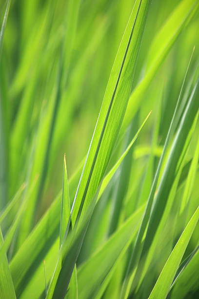 istock Fresh blades of grass in spring 183805962
