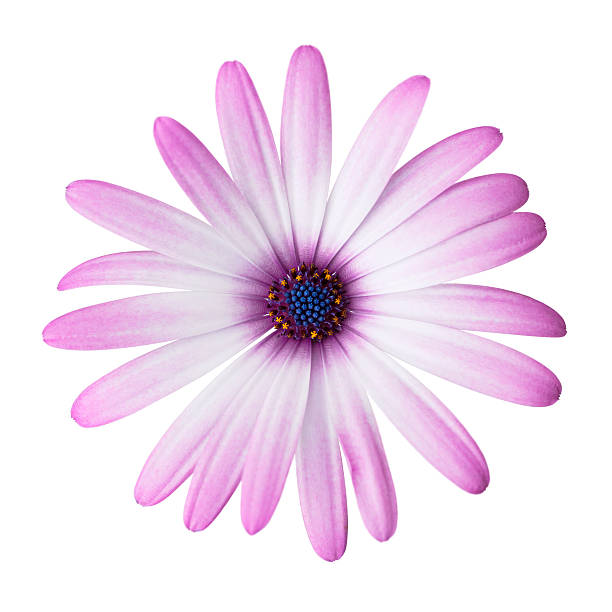 istock Purple daisy on white background. Detailed clipping path include 183806173