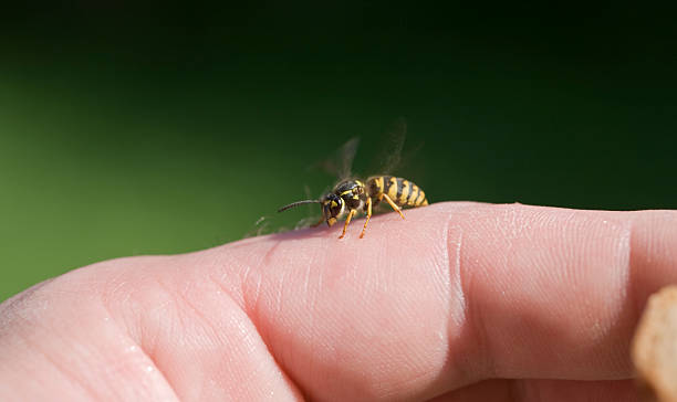 Please do not bite "a wasp sitting on the fingers," wasp photos stock pictures, royalty-free photos & images