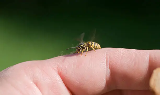 "a wasp sitting on the fingers,"