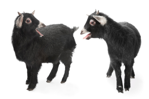miniature goats communicating