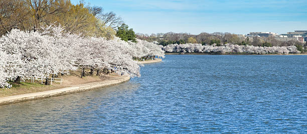 istock Washington Tidal Basin Panorama with Cherry Blossoms 183806402