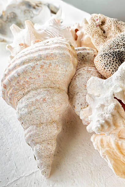 istock Still life of sea shells 183806493