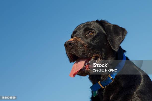 Young Dog Portrait Sitting Blue Sky Behind Stock Photo - Download Image Now