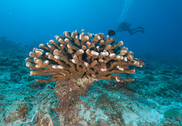 istock wart coral with scuba diver above 183806548