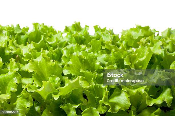 Salada Verde - Fotografias de stock e mais imagens de Alface - Alface, Alface Romana, Alface Cabeça de Manteiga