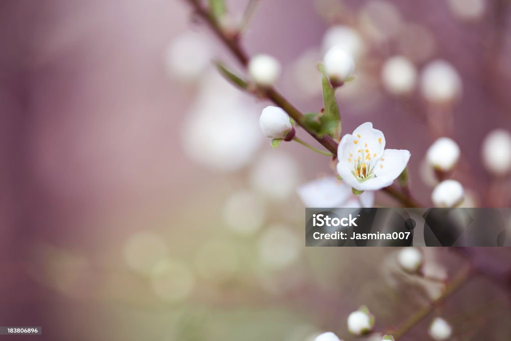 桃の花 - カラー画像のロイヤリティフリーストックフォト
