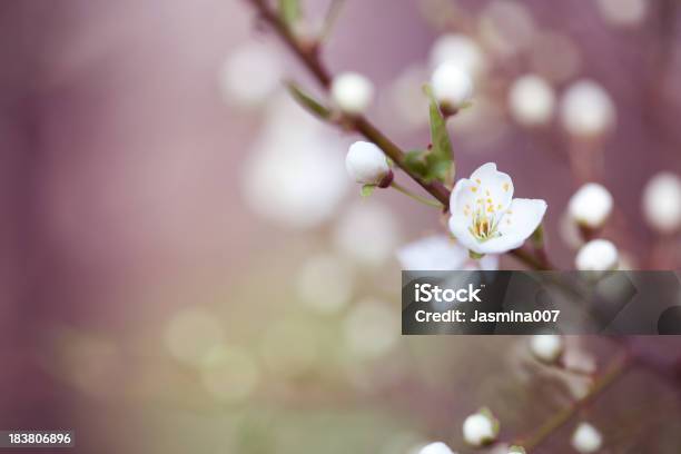 桃の花 - カラー画像のストックフォトや画像を多数ご用意 - カラー画像, ピンク色, モモ