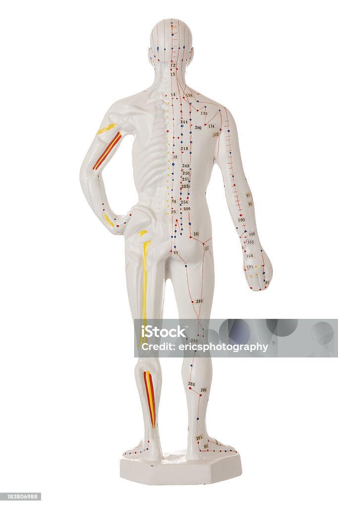 Acupuncture model (back) Isolated on white. Acupuncture points labels. Studio shot. Acupuncture Stock Photo