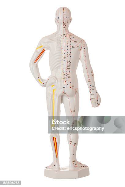 Acupuncture Model Stock Photo - Download Image Now - Acupuncture, Acupuncture Model, Alternative Medicine