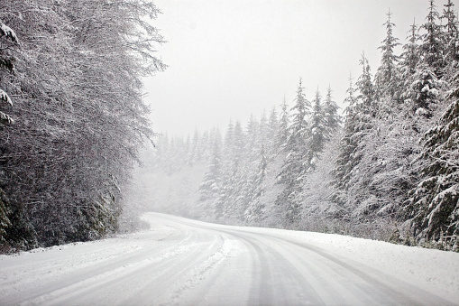 wide road with a lot of snow amid trees - Northern Vancouver Island, BC, Canada