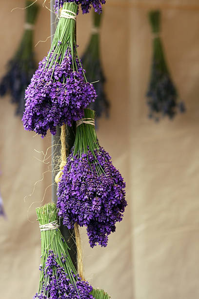 istock Bunches of Hanging Lavender 183807072