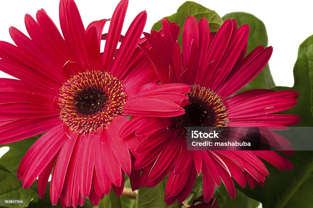 gerbera rouge. - Photo de Bonheur libre de droits