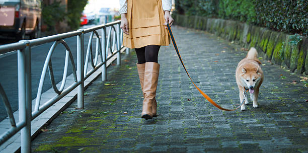 Woman Walking Leashed Shibu Inu Dog on Tranquil Cobblestone Path Subject: Horizontal view of a leashed dog of the Japanese Shiba Inu breed being walked on a decorative, mossy brick path by a Japanese woman. The image is cropped to partially show just the lower part of the woman’s body, including hands, skirt, legs covered in tights, and tan boots.  shiba inu black and tan stock pictures, royalty-free photos & images