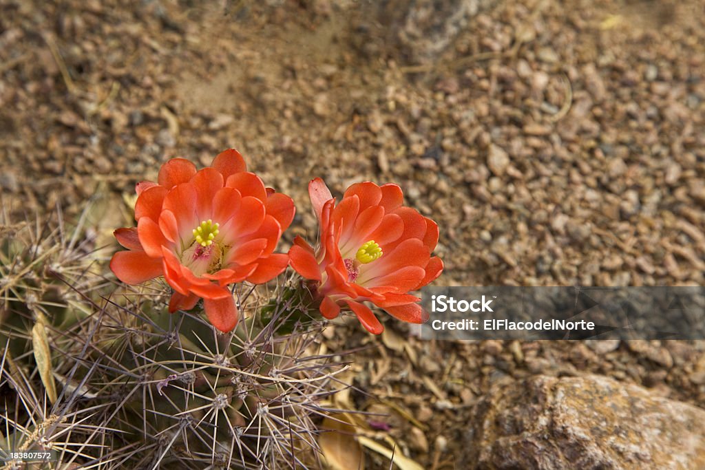 cactus puerco espín flores rojo - Foto de stock de Cactus de Flor Roja libre de derechos