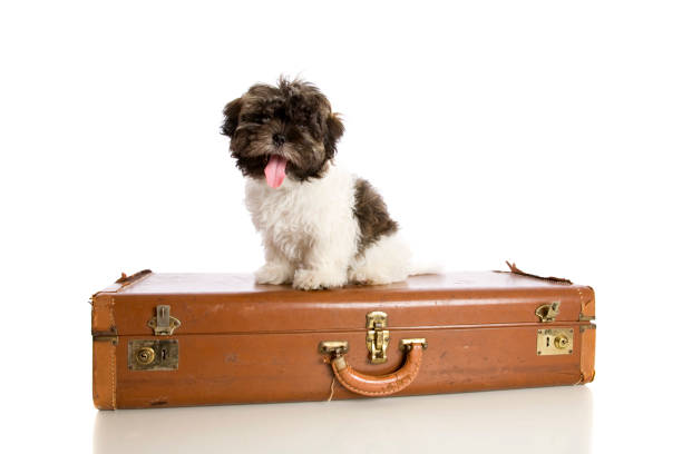 A cute Shih tzu Maltese cross puppy sitting on top of an old suitcase isolated on white.