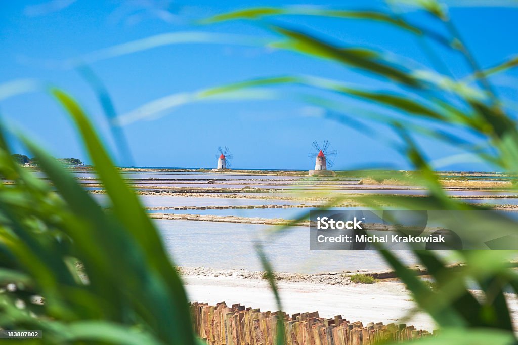 Nectaroscordum salars - Foto stock royalty-free di Mulino a vento